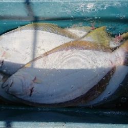 小樽港遊漁船SHAKE 釣果