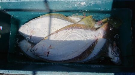 小樽港遊漁船SHAKE 釣果