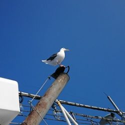 小樽港遊漁船SHAKE 釣果