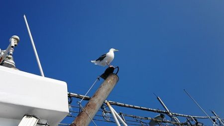 小樽港遊漁船SHAKE 釣果