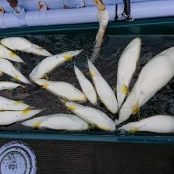 小樽港遊漁船SHAKE 釣果