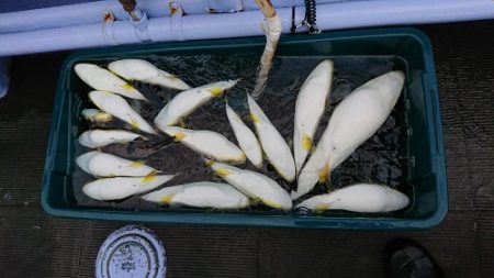 小樽港遊漁船ＳＨＡＫＥ 釣果