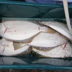 小樽港遊漁船ＳＨＡＫＥ 釣果