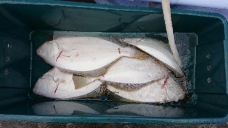 小樽港遊漁船ＳＨＡＫＥ 釣果