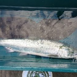 小樽港遊漁船ＳＨＡＫＥ 釣果