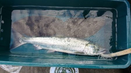 小樽港遊漁船ＳＨＡＫＥ 釣果