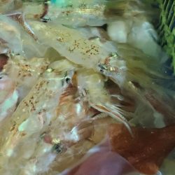 LUSTER『ラスター』 釣果