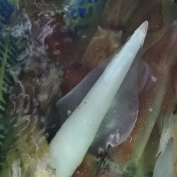 LUSTER『ラスター』 釣果