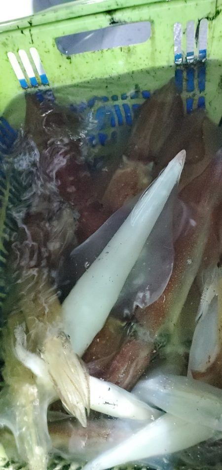 LUSTER『ラスター』 釣果