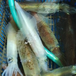 LUSTER『ラスター』 釣果