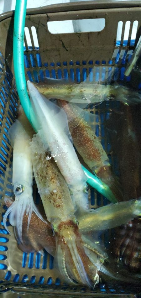 LUSTER『ラスター』 釣果