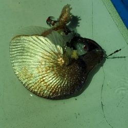 LUSTER『ラスター』 釣果