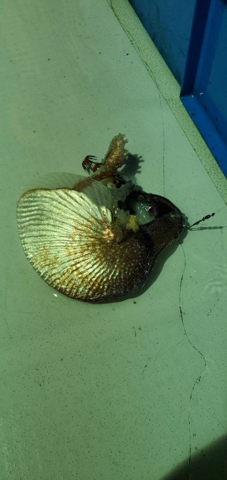 LUSTER『ラスター』 釣果