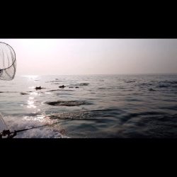 エンペラー 釣果