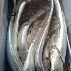 シースナイパー海龍 釣果