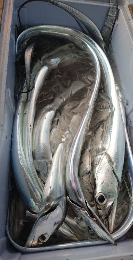 シースナイパー海龍 釣果