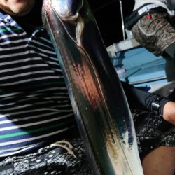 シースナイパー海龍 釣果