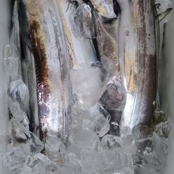 小島丸 釣果