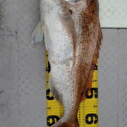 タイラバ遊漁船 ワンピース 釣果