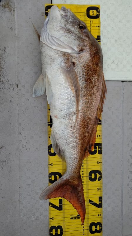 タイラバ遊漁船 ワンピース 釣果