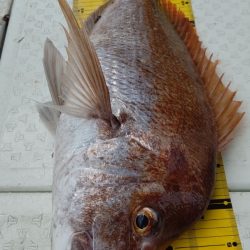 タイラバ遊漁船 ワンピース 釣果