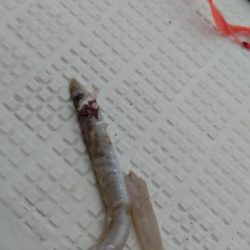 タイラバ遊漁船 ワンピース 釣果