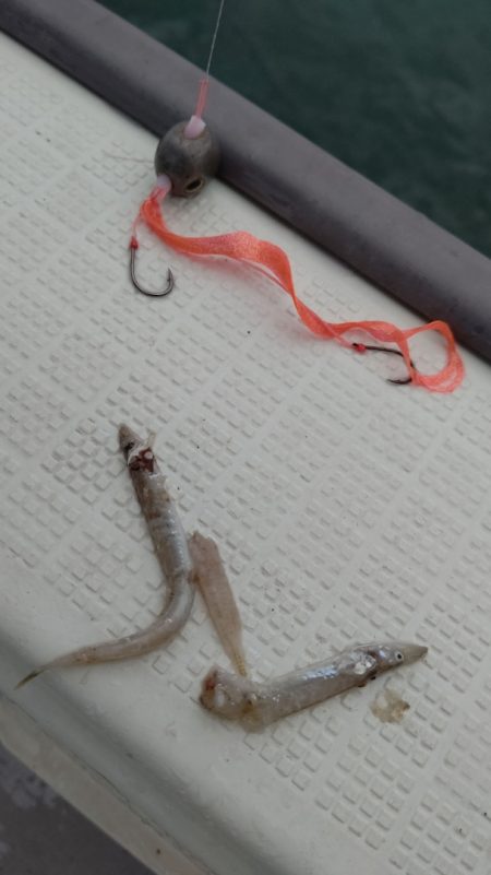 タイラバ遊漁船 ワンピース 釣果