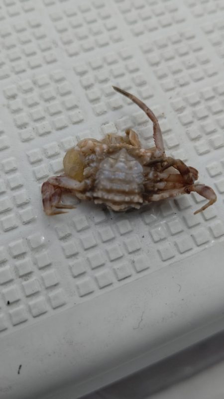 タイラバ遊漁船 ワンピース 釣果