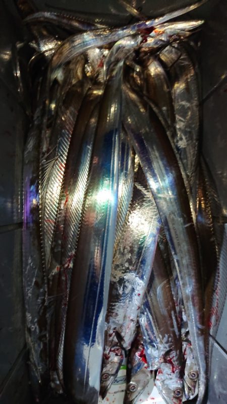 シースナイパー海龍 釣果