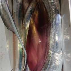 シースナイパー海龍 釣果