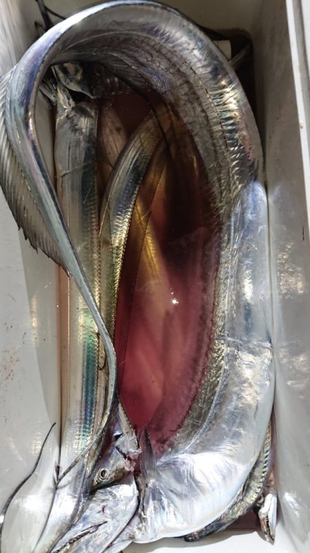 シースナイパー海龍 釣果