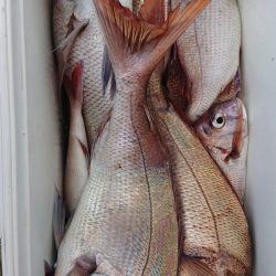 シースナイパー海龍 釣果