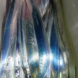 シースナイパー海龍 釣果