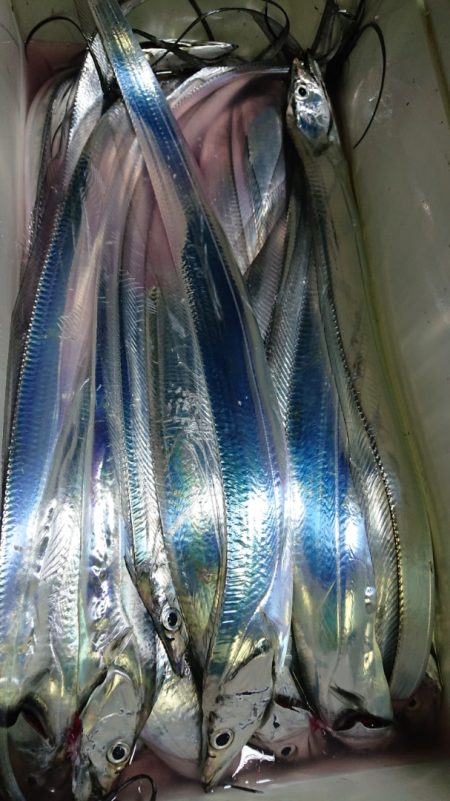 シースナイパー海龍 釣果