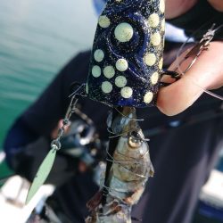 シースナイパー海龍 釣果