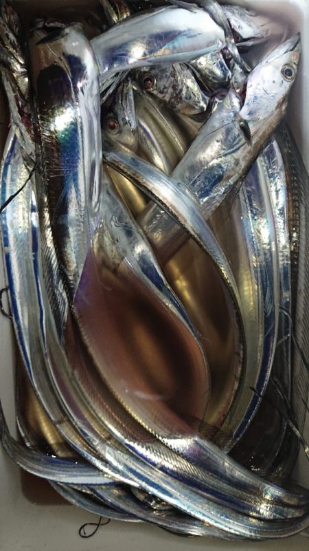 シースナイパー海龍 釣果