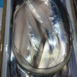 シースナイパー海龍 釣果