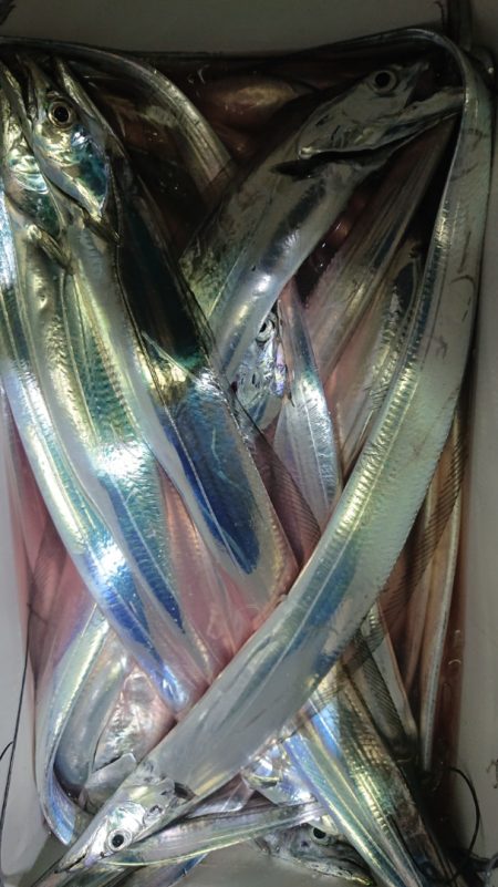 シースナイパー海龍 釣果