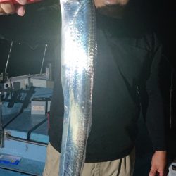 シースナイパー海龍 釣果