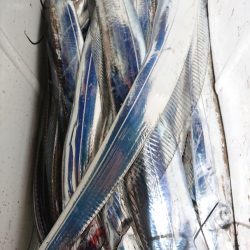 シースナイパー海龍 釣果