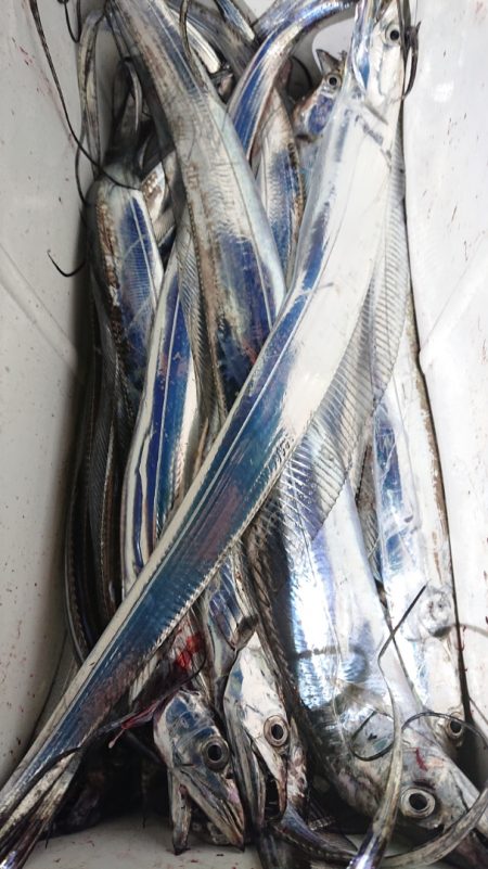 シースナイパー海龍 釣果