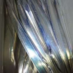 シースナイパー海龍 釣果