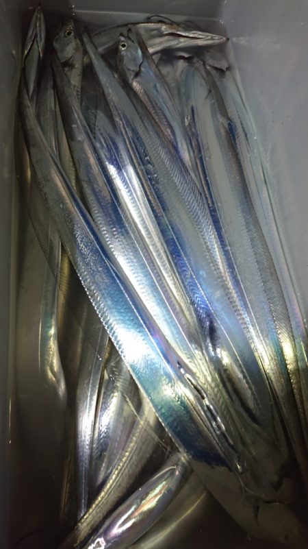 シースナイパー海龍 釣果