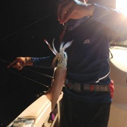 アマテラス 釣果