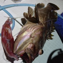 アマテラス 釣果