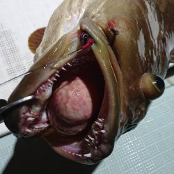 アマテラス 釣果