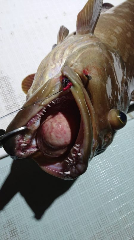 アマテラス 釣果