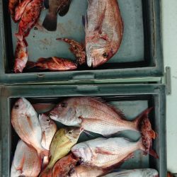 第二ゆず丸 釣果