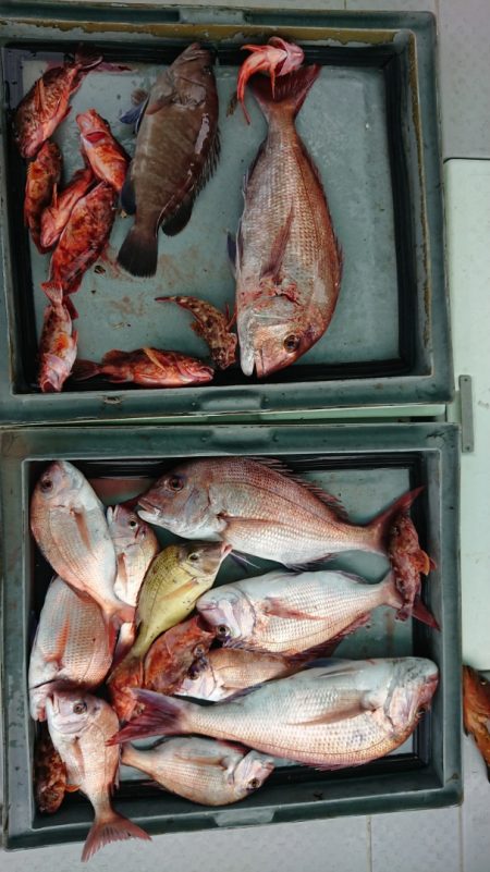 第二ゆず丸 釣果