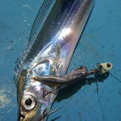 シースナイパー海龍 釣果